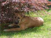 13) Duffy und sein Lieblingsplatz draussen1